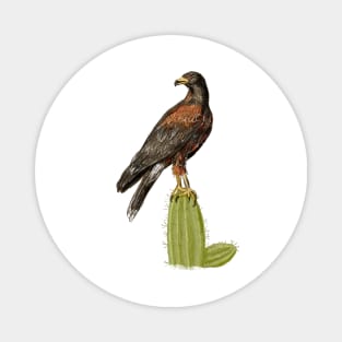 Harris Hawk Magnet